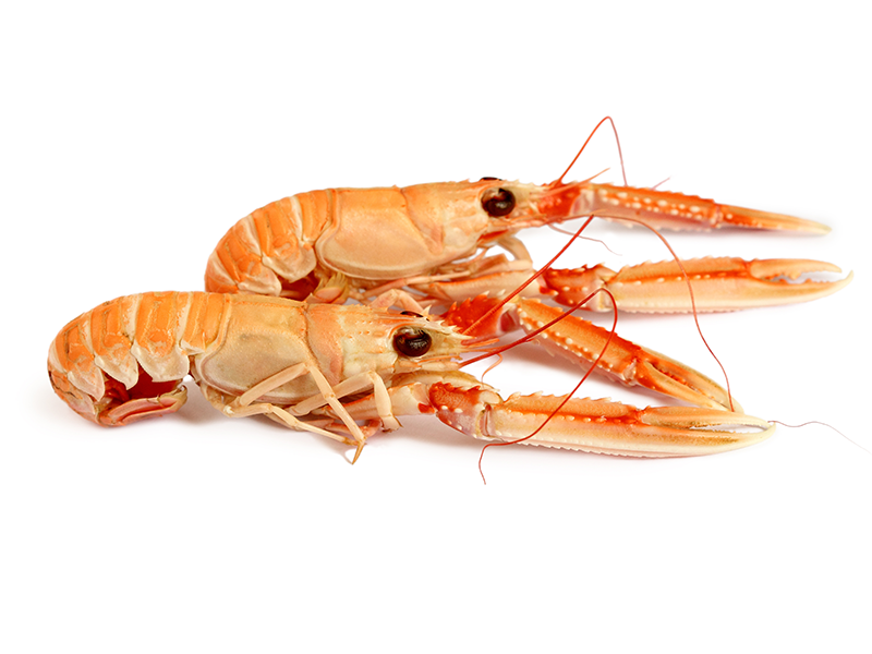 LANGOUSTINE 13 A 15 STUKS